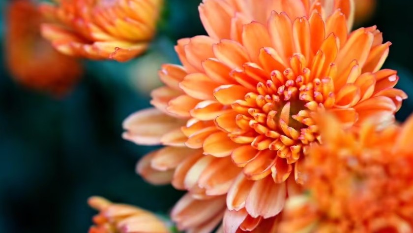 Crisantemo interflora.jpg